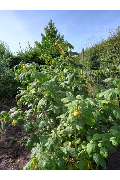 Малина Ярославна в саду